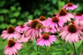 L'Echinacea: cos'è e a cosa serve